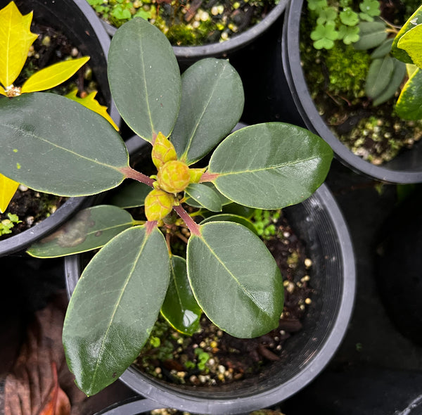 Rhododendron oreodoxa var. fargesii (aka R. erubescens)
