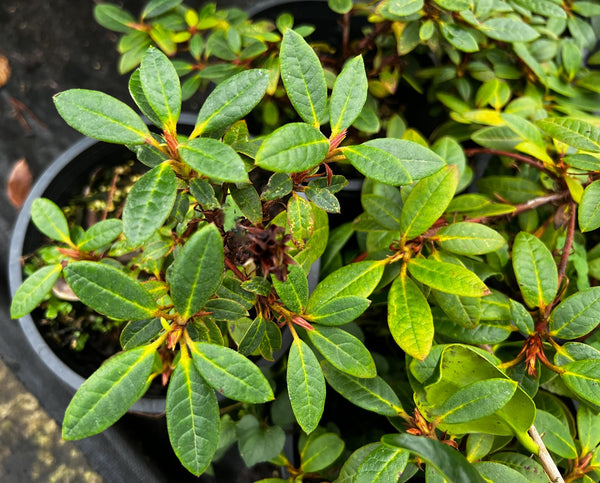 Rhododendron forrestii var. tumescens