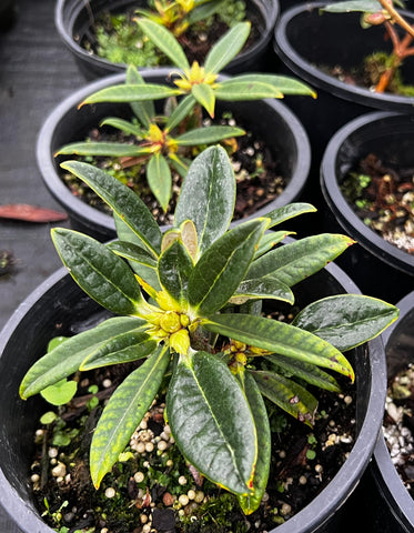 Rhododendron insigne