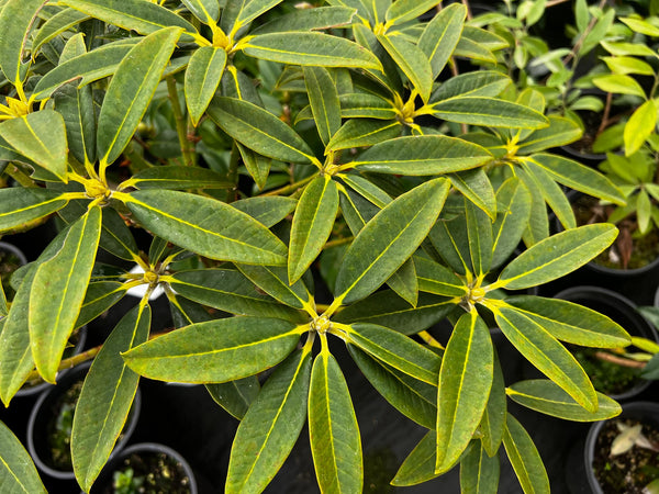Rhododendron insigne 'Exbury'