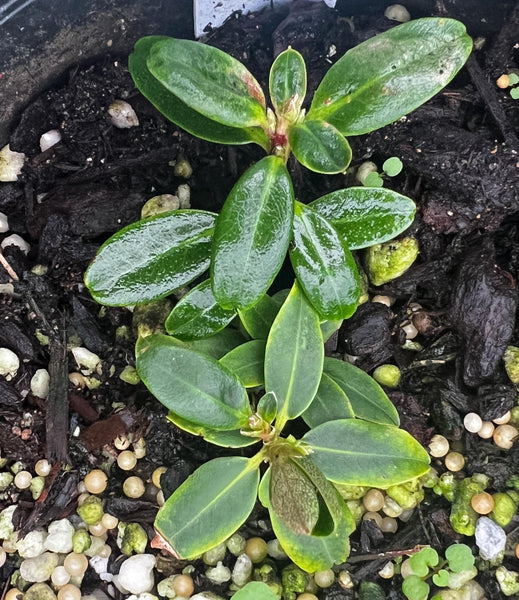 Rhododendron keiskei 'Yaku Fairy'