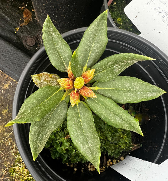 Rhododendron pseudochrysanthum [Exbury Form]