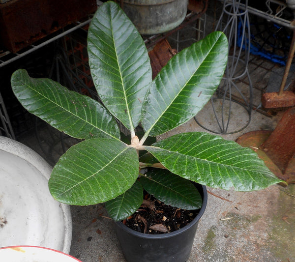 Rhododendron	'Rex'