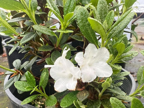 Rhododendron sargentianum