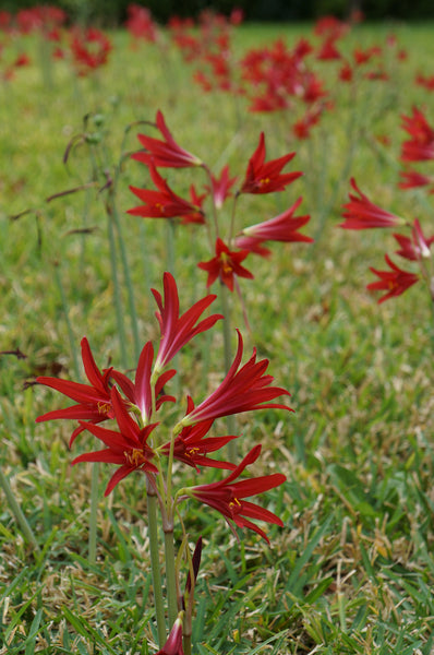 Rhodophiala bifida aka Oxblood Lily