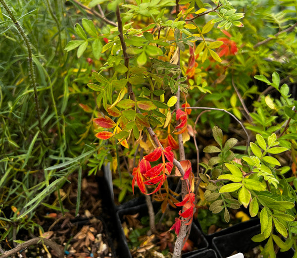 Rhus microphylla 'The Ranch' [Sanderson, TX]