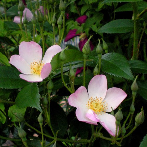 Rosa 'Lyda'