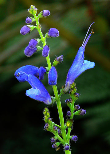 Salvia cacaliifolia