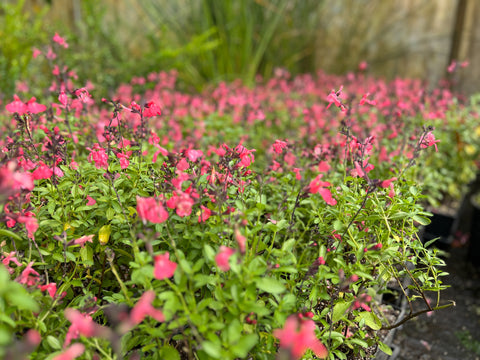 Salvia greggii Mirage™; Salmon - Autumn Sage USPP #30,729