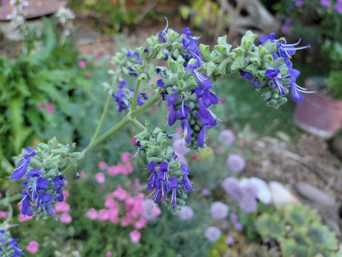 Salvia nutans (Salvia pendula)
