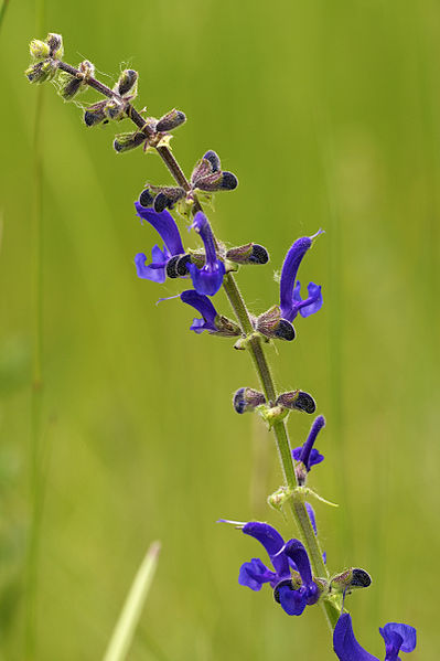 Salvia pratensis aka Meadow Sage