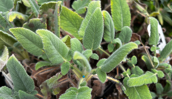 Salvia recognita