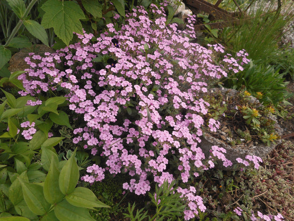 Saponaria ocymoides - Rock Soapwort