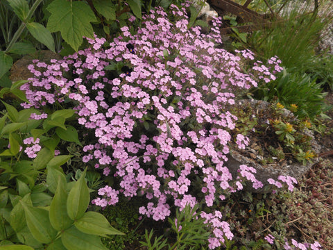 Saponaria ocymoides - Rock Soapwort