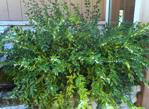 Sarcococca ruscifolia