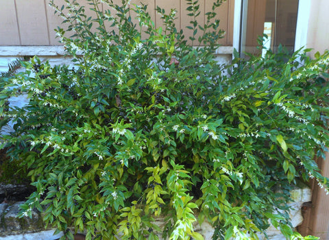 Sarcococca ruscifolia