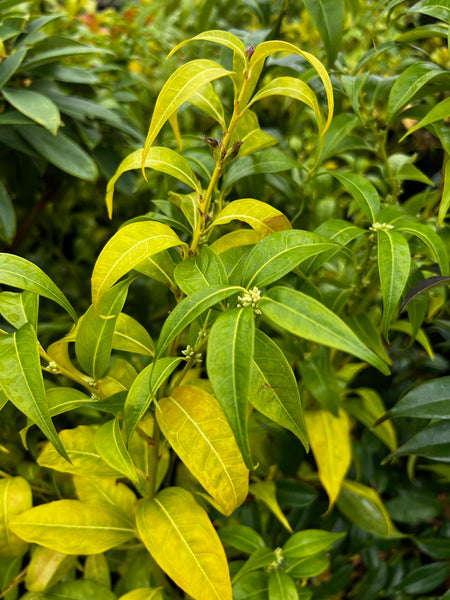 Sarcococca wallichii aka Himalayan Sweet Box