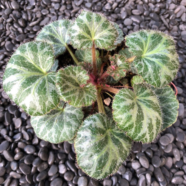 Saxifraga stolonifera