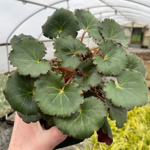 Saxifraga stolonifera (Dark Form)