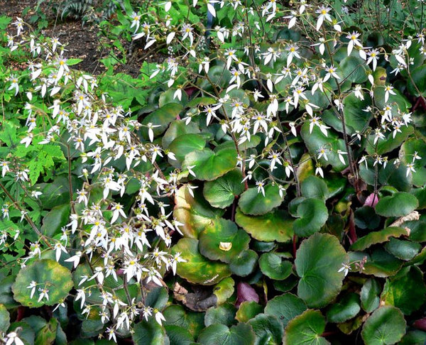 Saxifraga stolonifera 'Harvest Moon'