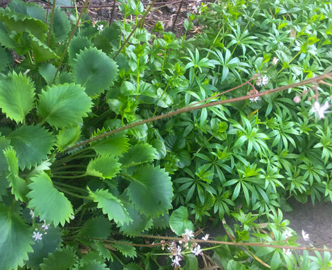 Saxifraga x geum 'Dentata'