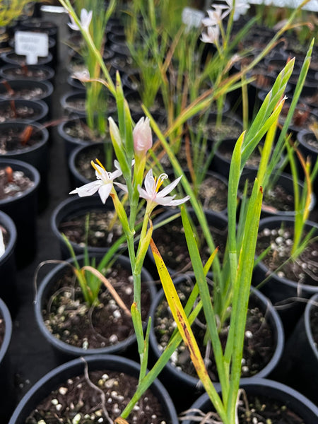 Hesperantha coccinea 'Pallida' (aka Schizostylis coccinea 'Pallida', Pallida Kaffir Lily)