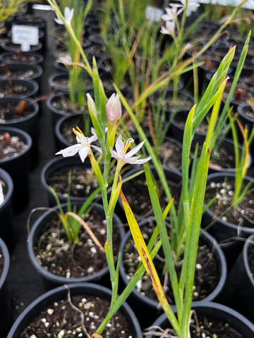 Hesperantha coccinea 'Pallida' (aka Schizostylis coccinea 'Pallida', Pallida Kaffir Lily)