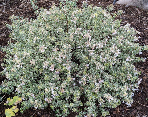 Abelia grandiflora 'Wevo02' (aka Bella Donna)