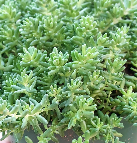 Sedum album 'Coral Carpet'