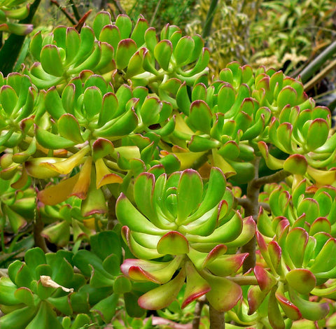 Sedum dendroideum aka Bush Sedum