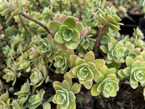 Sedum palmeri 'Guatemala'