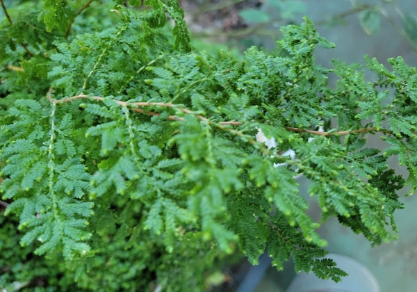 Selaginella moellendorffii - Spikemoss