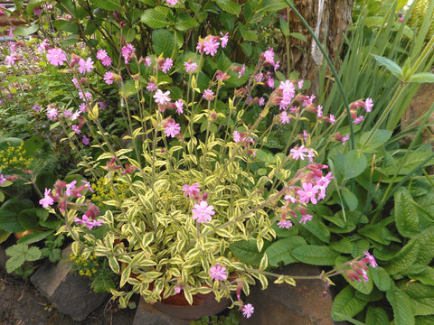 Silene dioica 'Clifford Moor'