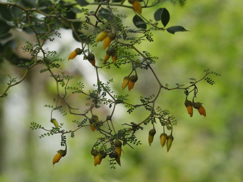 Sophora prostrata 'Little Baby'