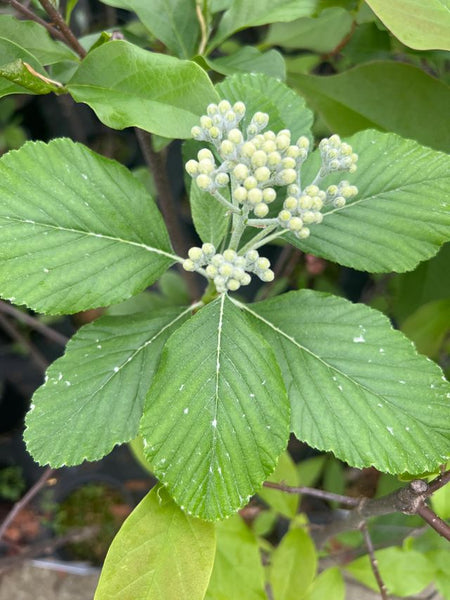 Sorbus aria 'Majestica'