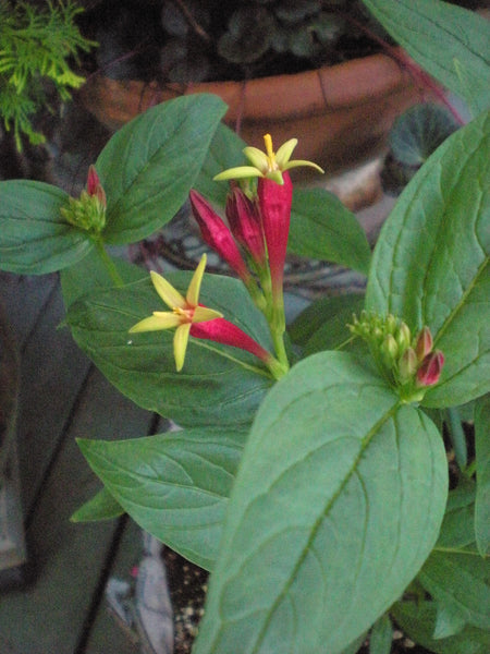 Spigelia marilandica