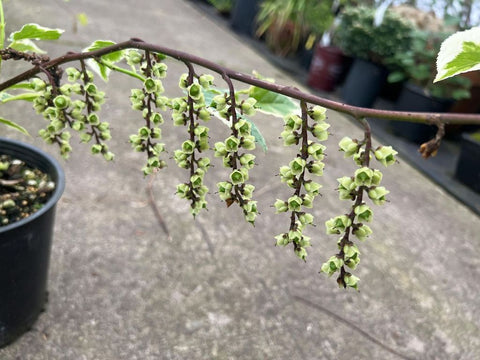 Stachyurus praecox 'Magpie'