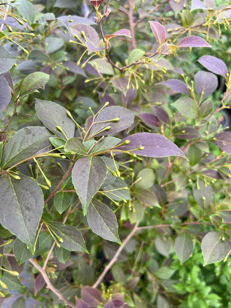 Styrax japonica 'Evening Light'