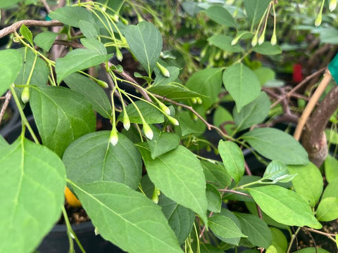 Styrax japonica 'Fragrant Fountain'