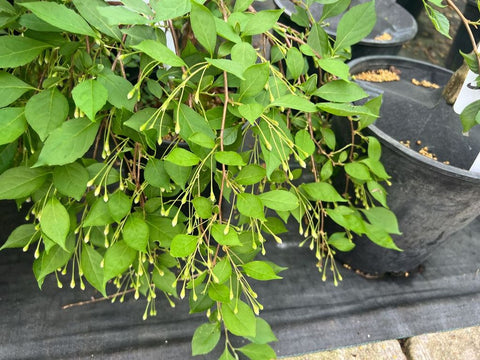 Styrax japonica 'Sleepy'