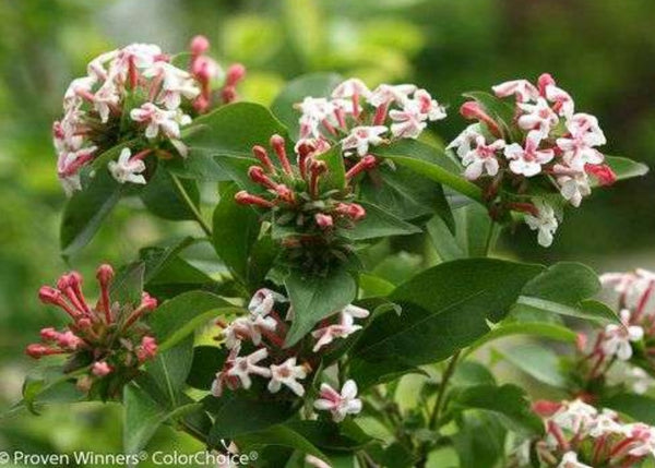 Abelia mosanensis 'SMNAMDS' (aka Abelia mosanensis Sweet Emotion® PP27370)