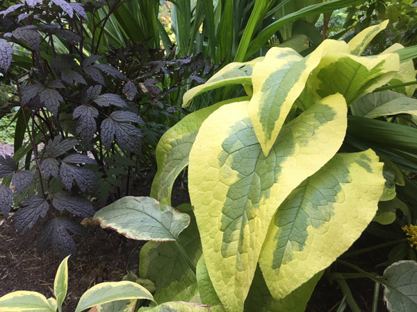 Symphytum uplandicum 'Axminster Gold'