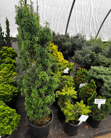 Taxus baccata 'Standishii'