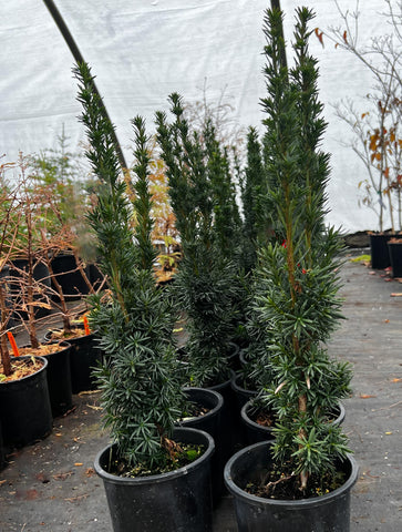 Taxus x media 'Bean Pole'