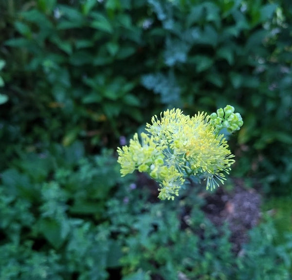 Thalictrum flavum ssp. glaucum