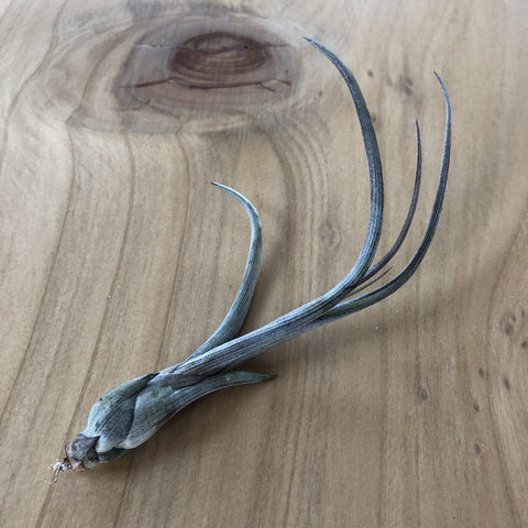 Air Plant - Tillandsia baileyii