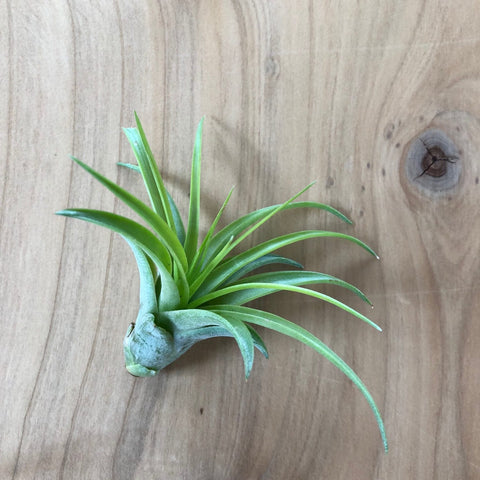 Air Plant - Tillandsia brachycaulos v. multiflora