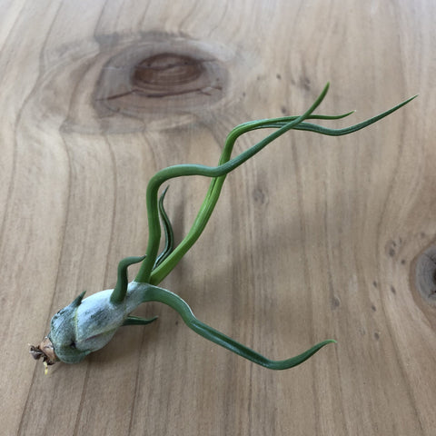 Air Plant - Tillandsia bulbosa