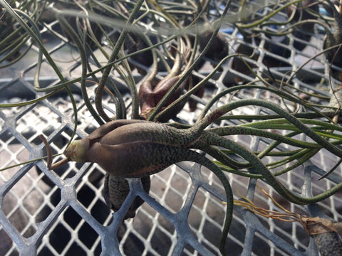 Air Plant - Tillandsia butzii