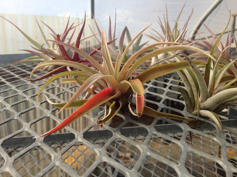 Air Plant - Tillandsia capitata 'Peach'